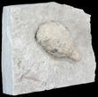 Cystoid (Holocystites) Fossil On Limestone - Indiana #44609-2